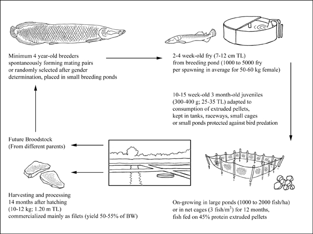Production cycle of Arapaima gigas