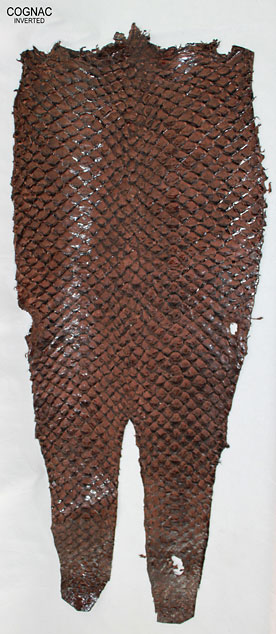 Cognac - Inverted Scales